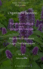 Agastache Dévoilée