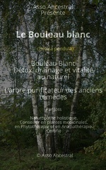 Bouleau Blanc