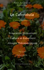 Calendula