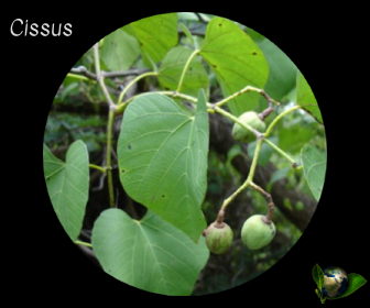 Cissus