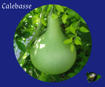 Calebasse