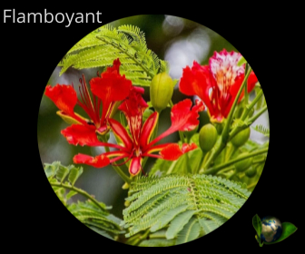 Flamboyant