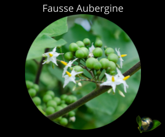 Fausse Aubergine
