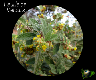 Feuille de Velours