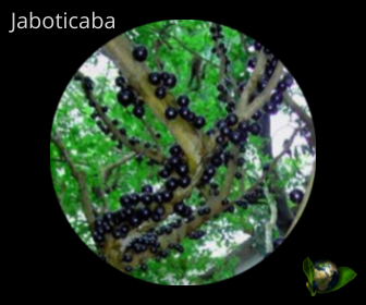 Jaboticaba