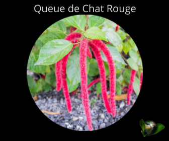 Queue de Chat Rouge