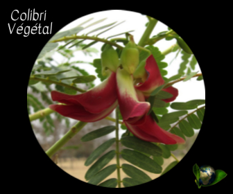Colibri Végétal