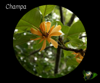 Champa