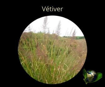 Vétiver