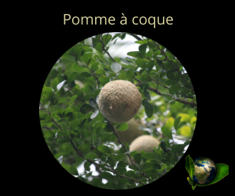 Pomme à coque