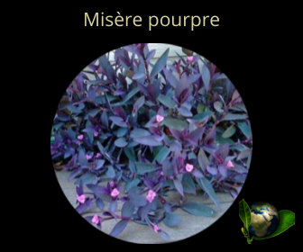 Misère pourpre