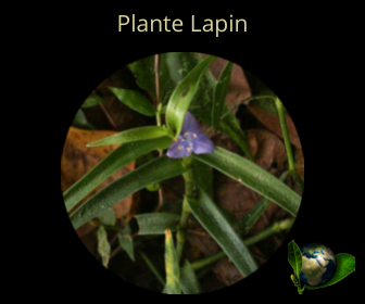 Plante Lapin