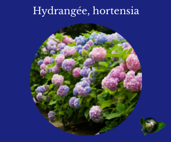 Hydrangée, hortensia