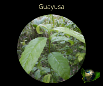 Guayusa