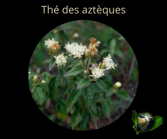 Thé des aztèques