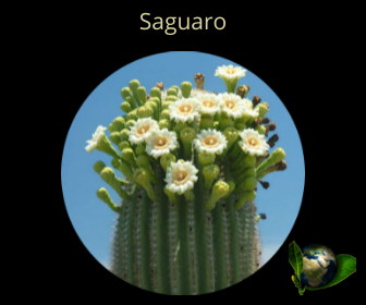 Saguaro