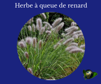 Herbe à queue de renard