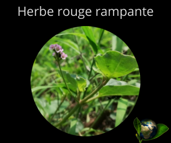 Herbe rouge rampante