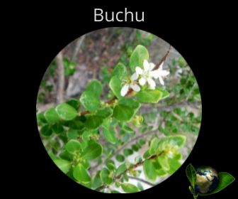 Buchu