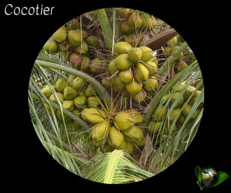 Cocotier