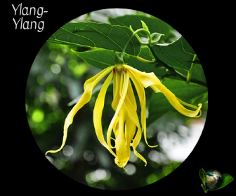 Ylang-Ylang
