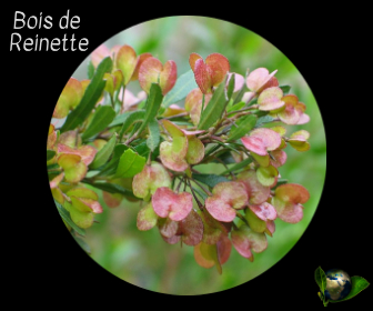 Bois de Reinette