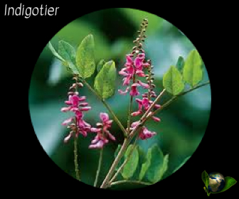 Indigotier