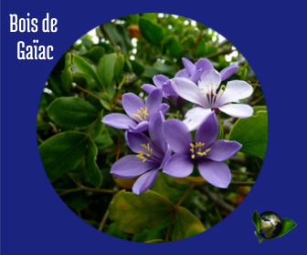 Bois de Gaïac