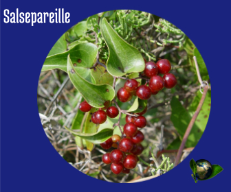 Salsepareille