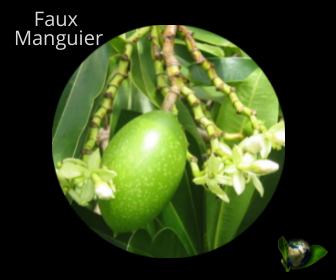 Faux Manguier