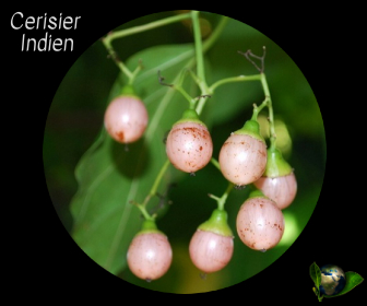 Cerisier Indien