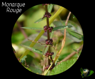 Monarque Rouge