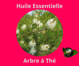 Arbre à Thé HE
