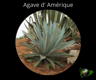 Agave d'Amérique