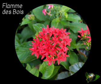 Flamme des Bois