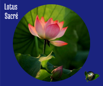 Lotus Sacré