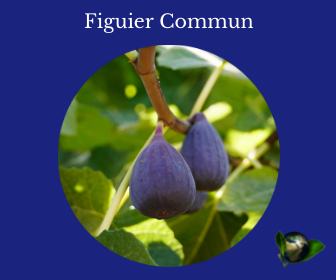 Figuier Commun