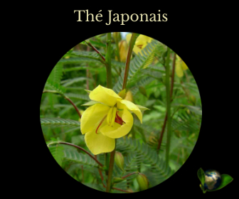 Thé Japonais