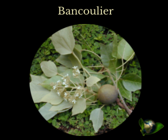 Bancoulier