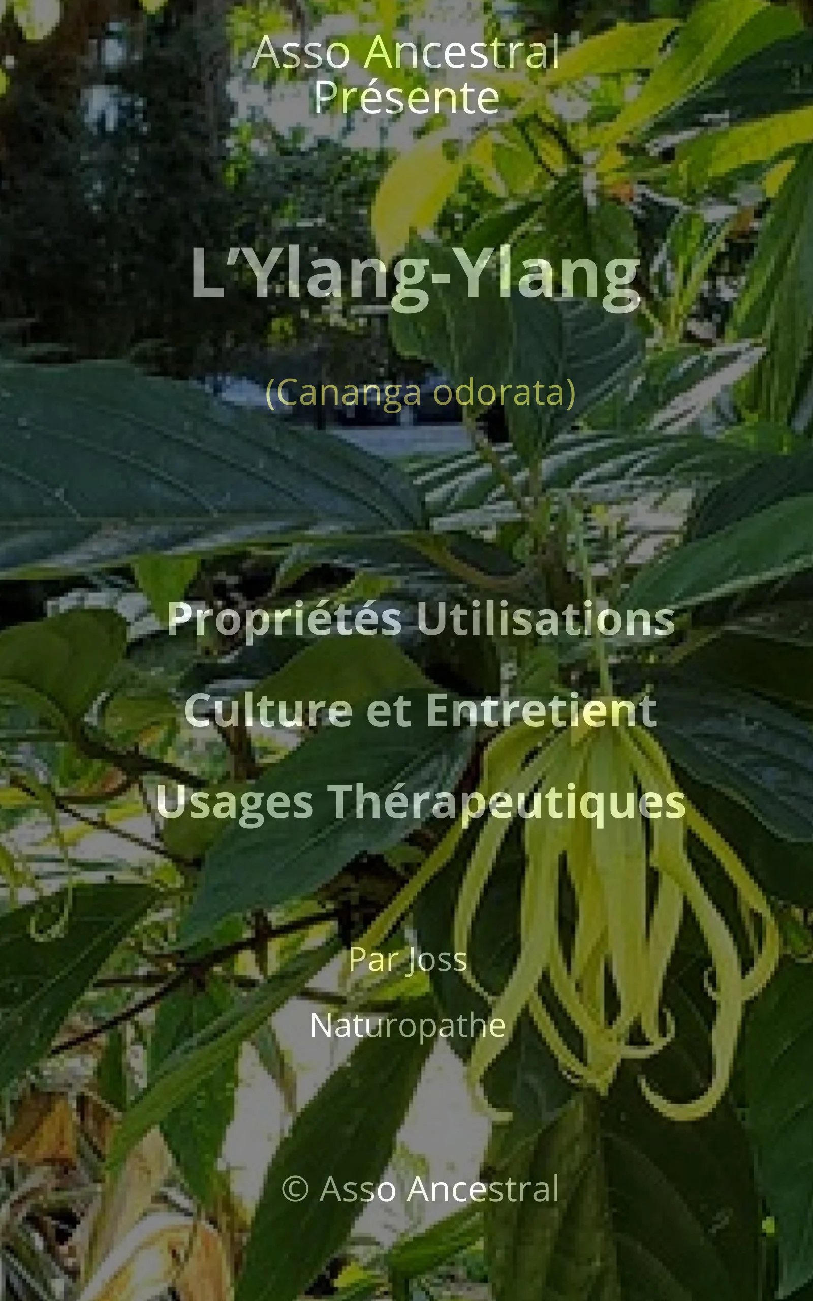 Couverture — Ylang-Ylang Téléchargement immédiat – Format PDF