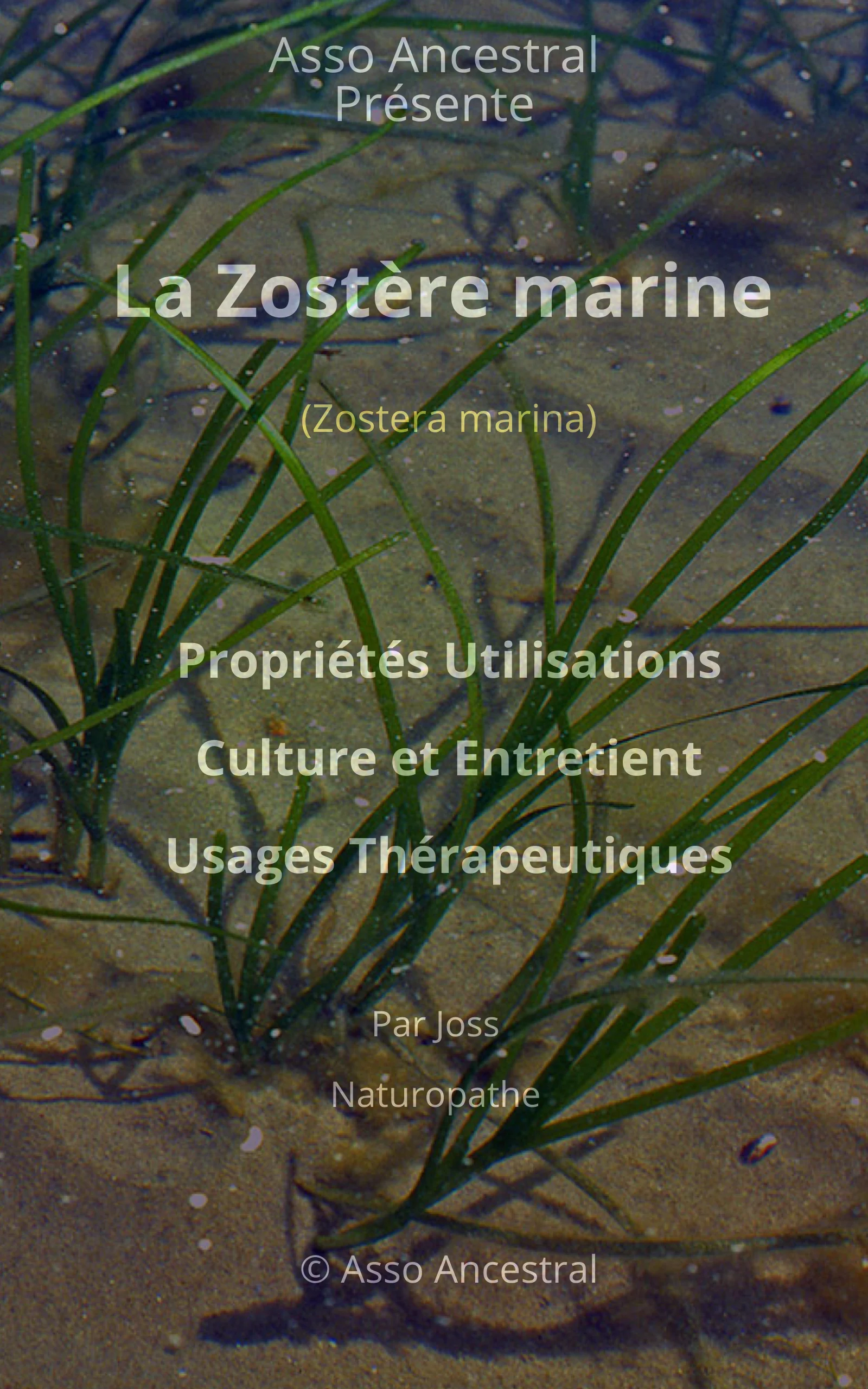 Couverture — Zostère Marine Téléchargement immédiat – Format PDF