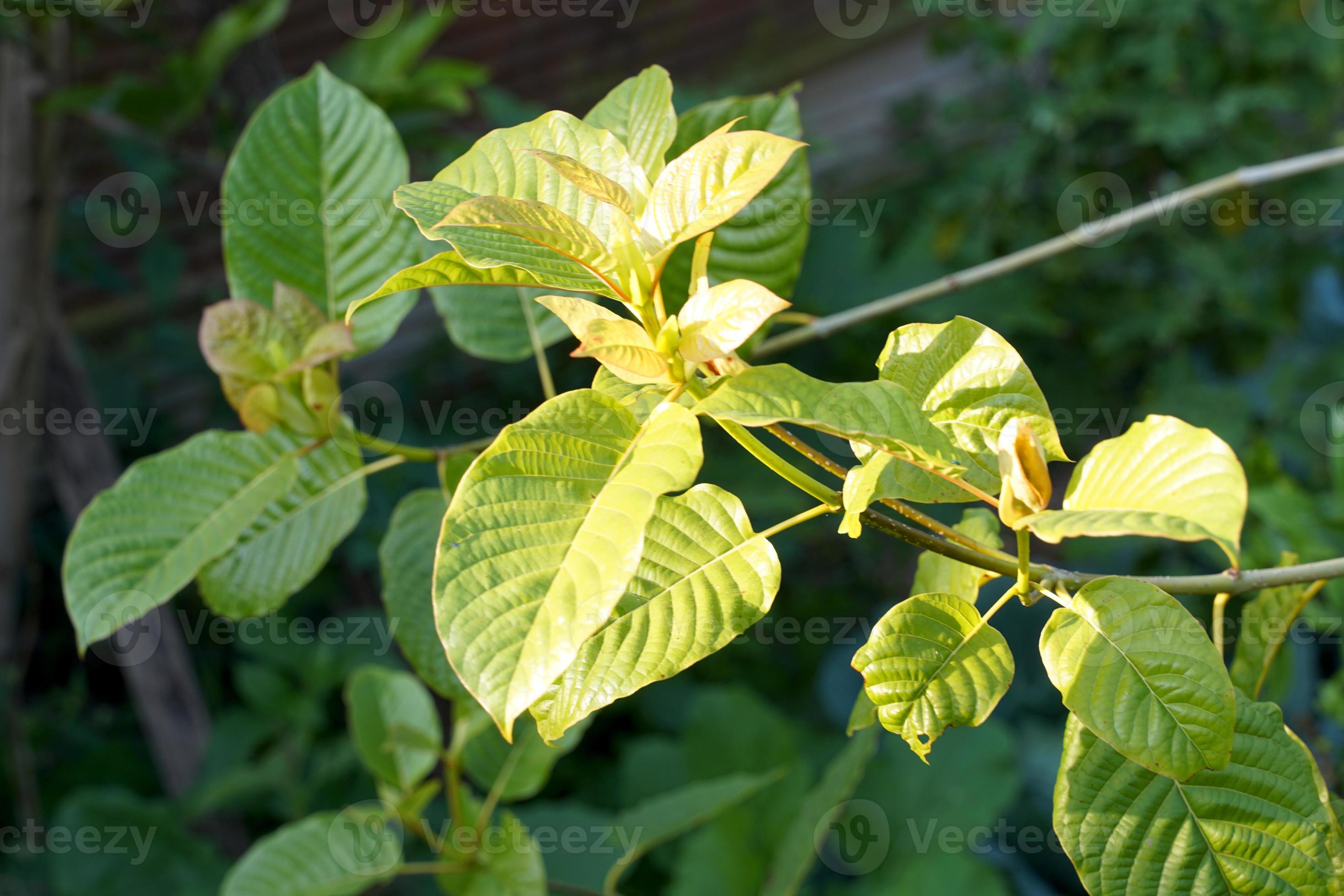 Photographie de Kratom