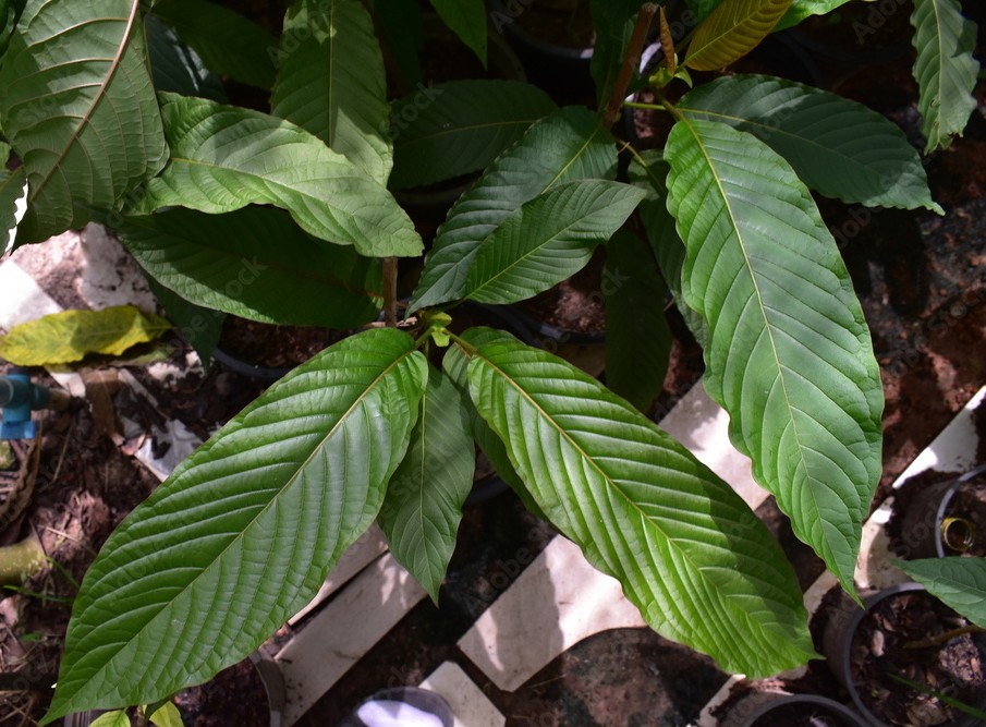 Photographie de Kratom