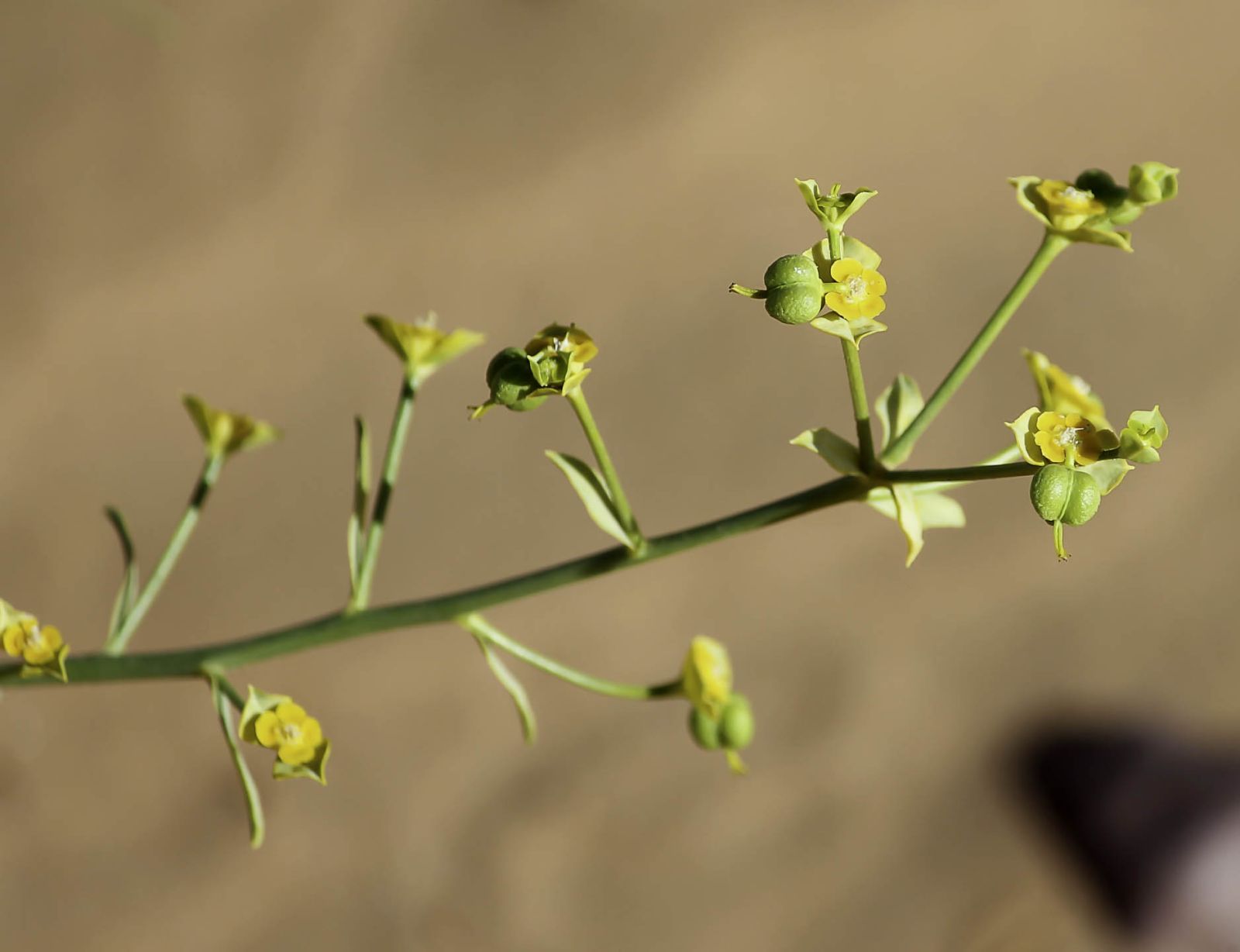 Photographie de Euphorbe de Guyon