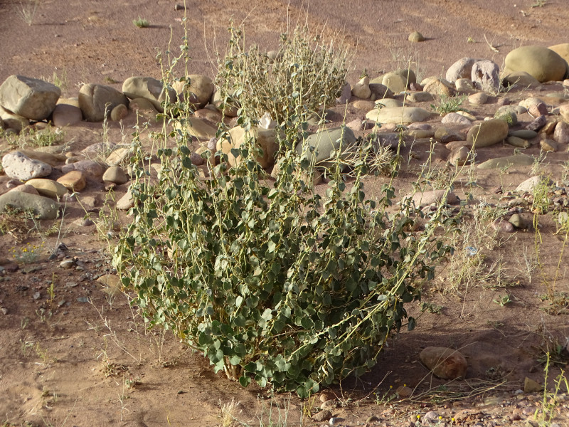 Photographie de Ghalaqah fattaka