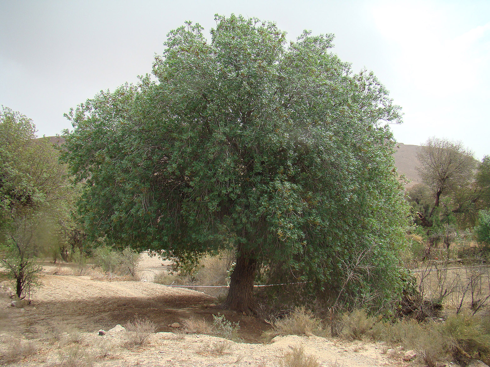 Photographie de Pistachier de l'Atlas