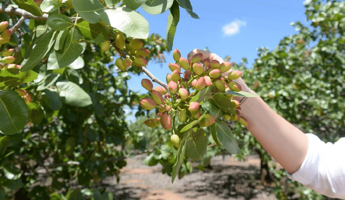 Photographie de Pistachier de l'Atlas