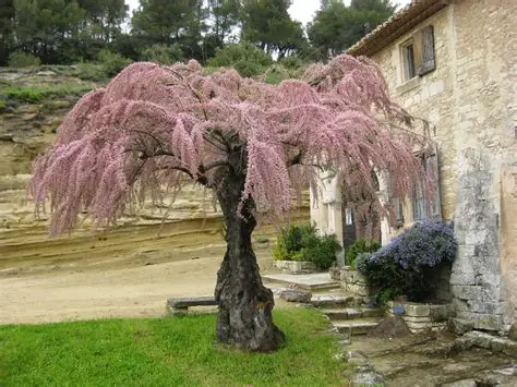 Photographie de Tamaris commun