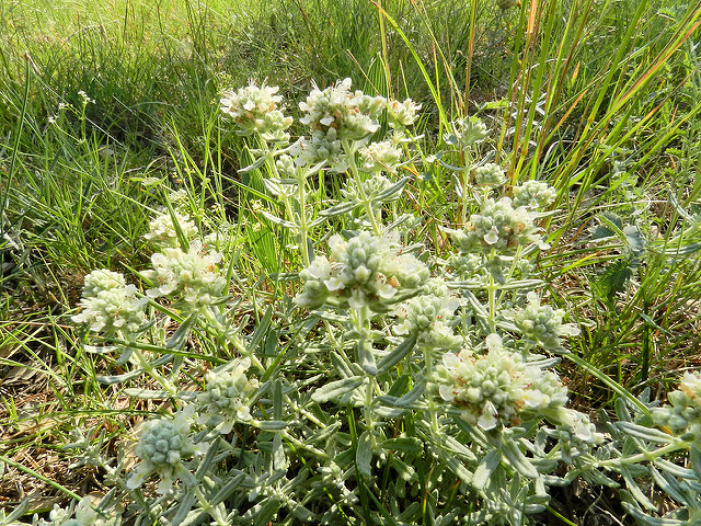 Photographie de Germandrée blanche