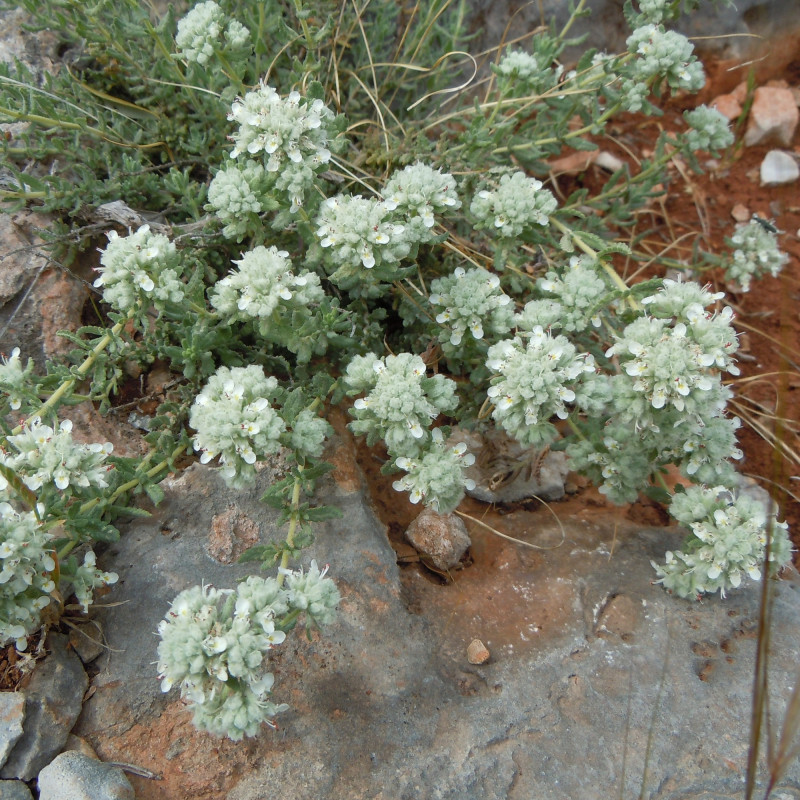 Photographie de Germandrée blanche